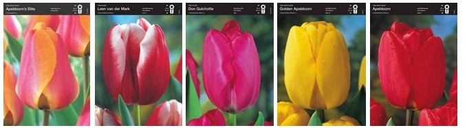 Тюльпан триумф 2 (шоубокс)